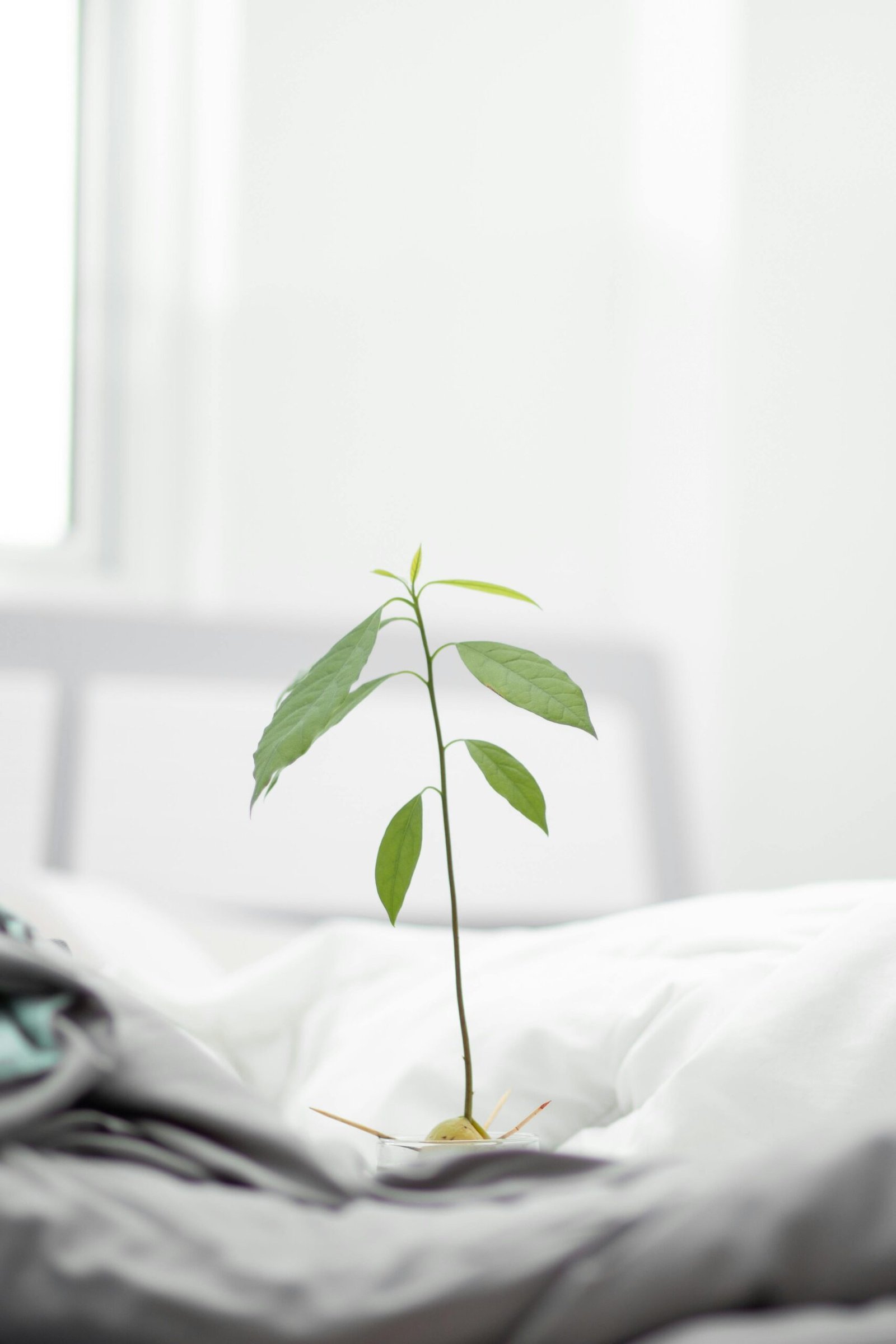A fresh avocado plant sprouting on soft white bed sheets in a bright bedroom.